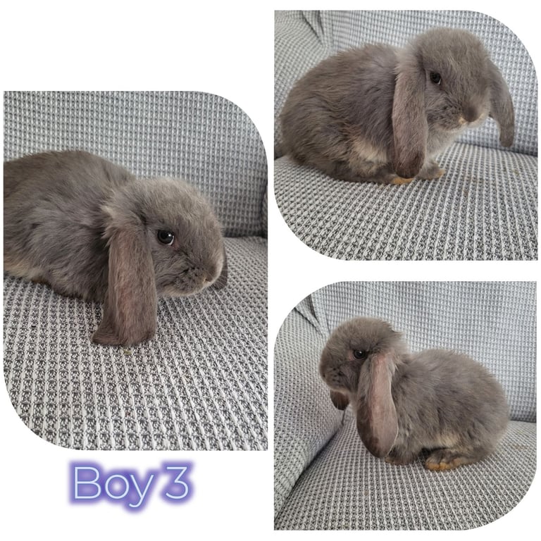 Giant french lop babies