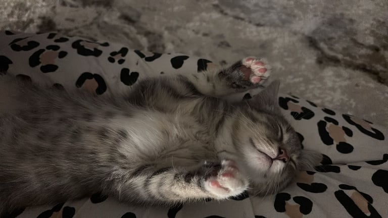 image for Bengal cross kittens 