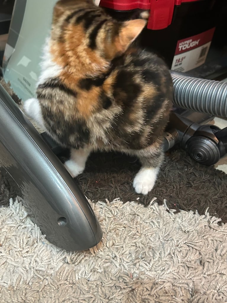 12 week kitten playful deflead, litter trained