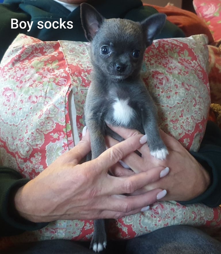 Pure Chihuahua lilac pupies