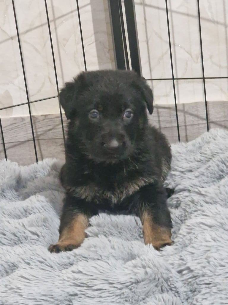 Kc reg Czech working line gsd puppies 