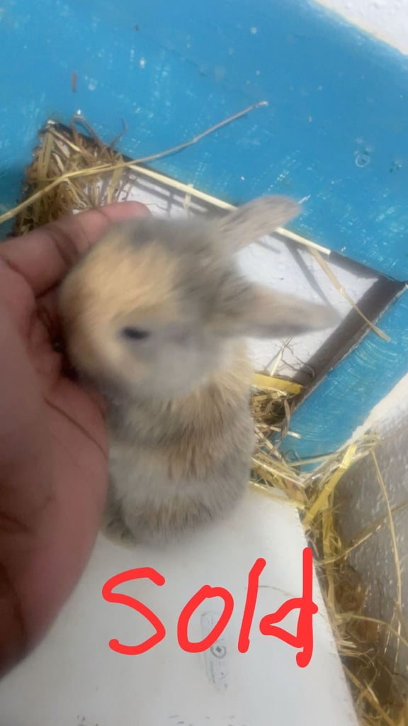 Bunnys ready to leave now 