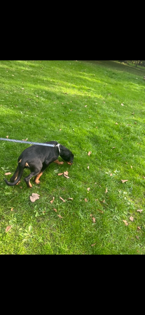 Rottweiler Puppy