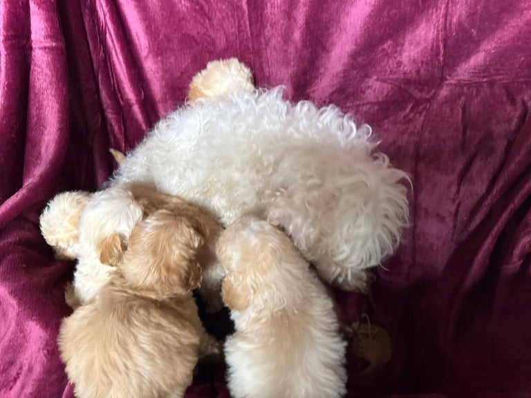 Cockerpoo puppies