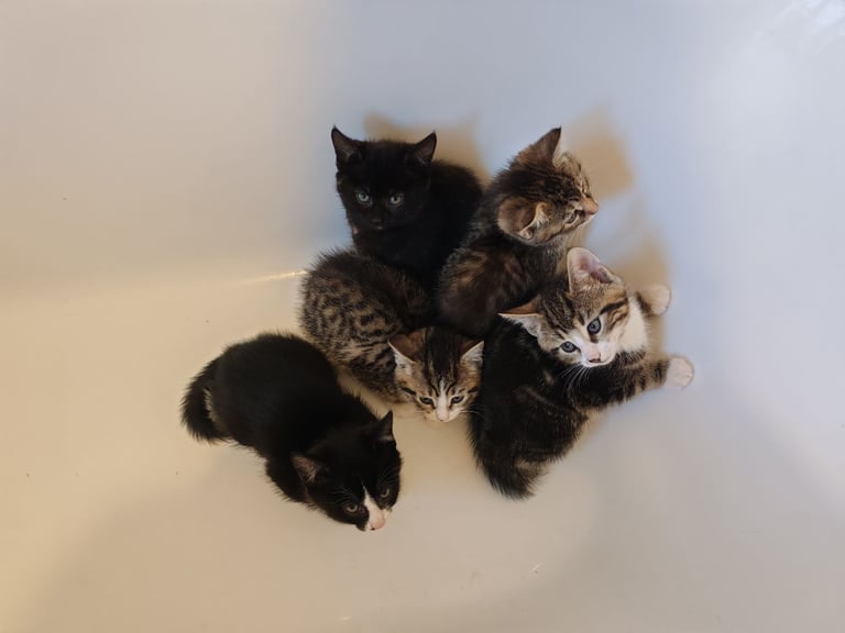 Kittens (1 boy, 4 girls)