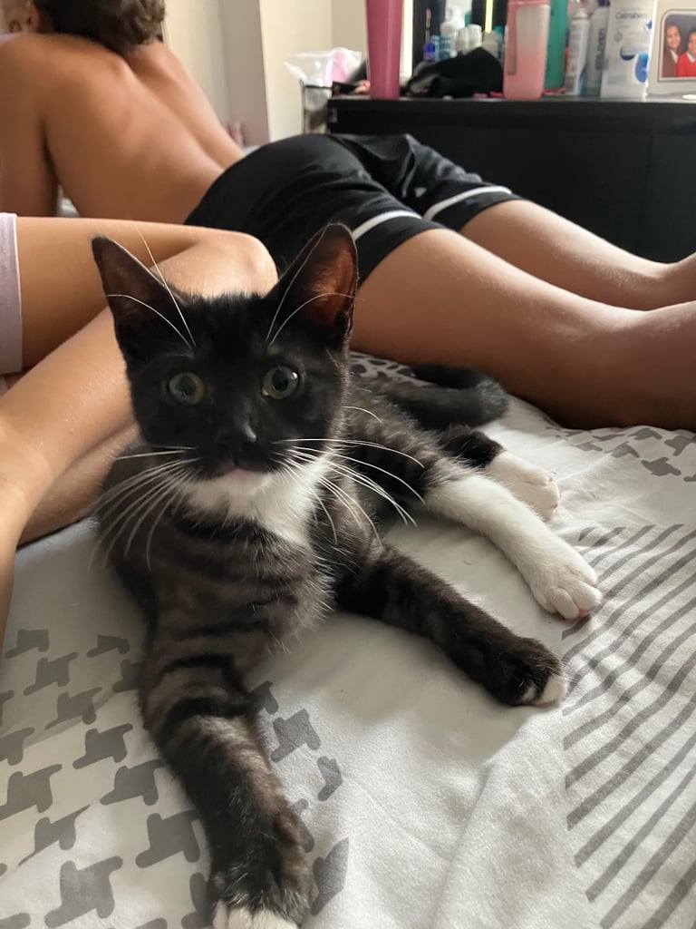 Beautiful black tabby male