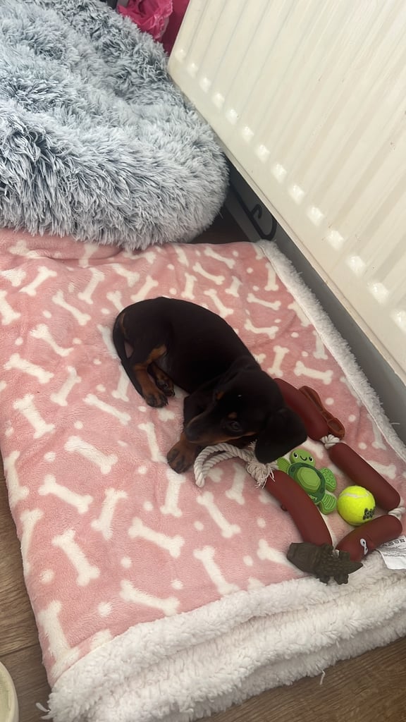 Miniature Dachshund female puppy