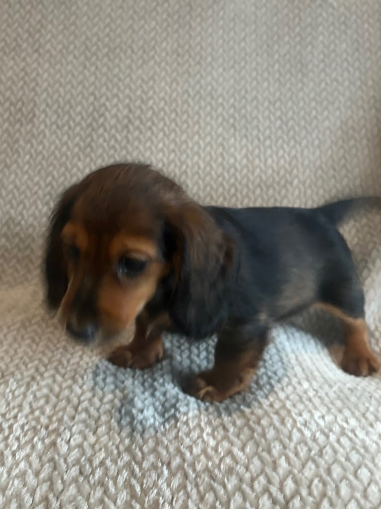 Genuine miniature dachshunds 