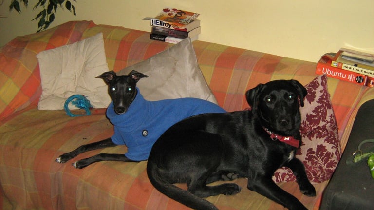 image for Harness and jacket for small dog