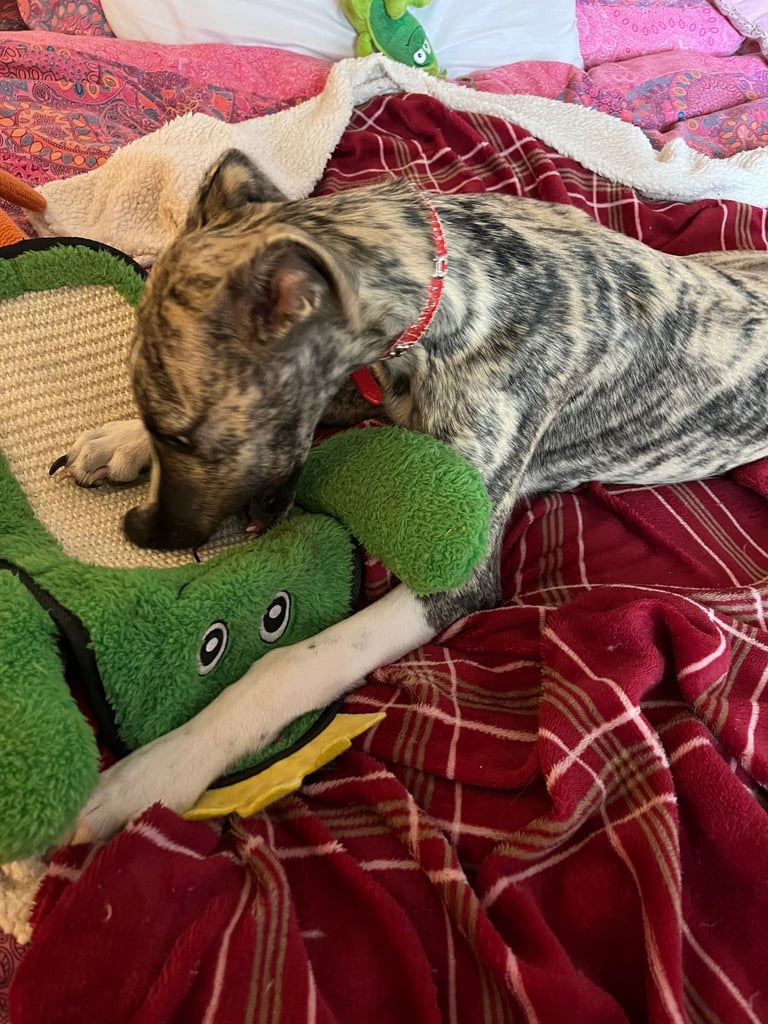 Whippet white brindle trim for sale 