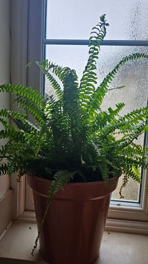 image for Boston fern 