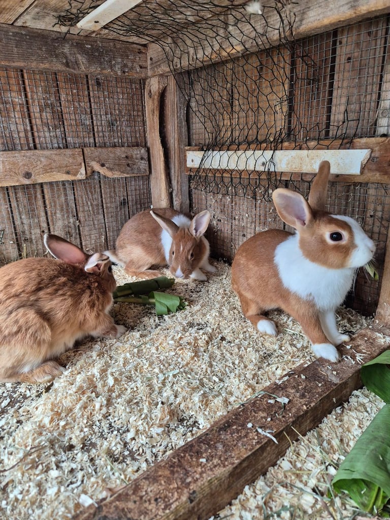 Rabbits for Sale