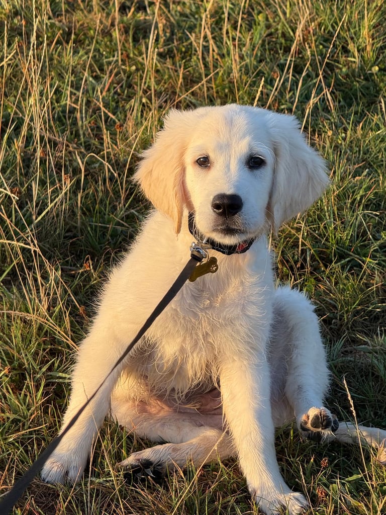 Puppy Golden Retriever 