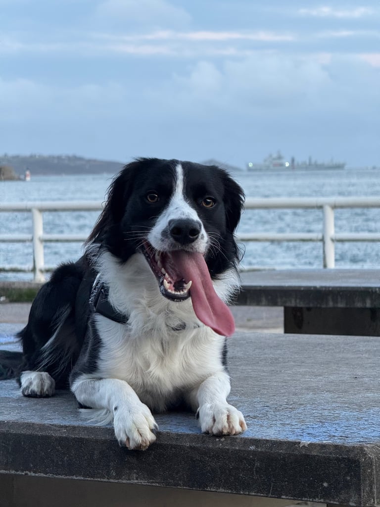 Springer Collie Cross 2 years