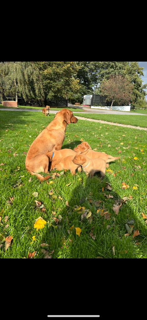 KC Fox Red Labrador Puppies