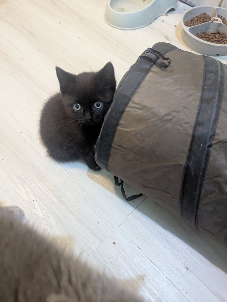 Chocolate BSH Kitten – Ready Now,!