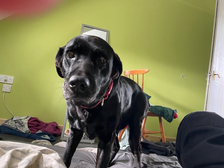 image for Dog walker/ sitter available 