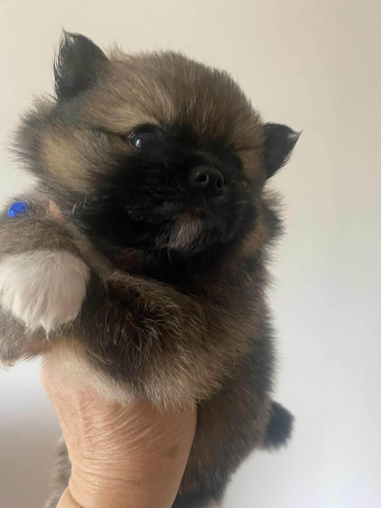 Pomeranian puppies 