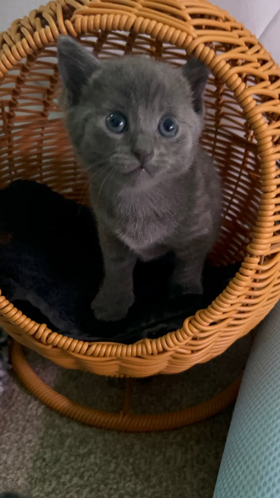 Blue bengals 