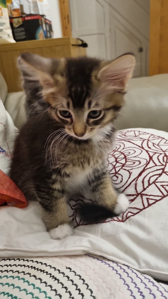 11 weeks old kittens