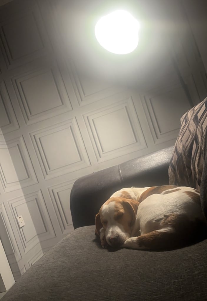 Female Beagle Cross 