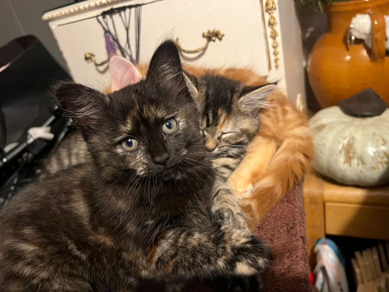 Lovely Tortoiseshell kittens ready to go