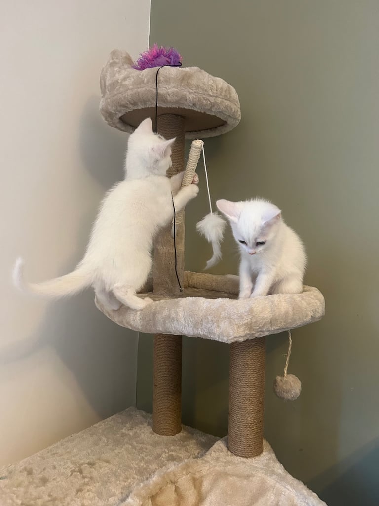 Kittens + items to go with 