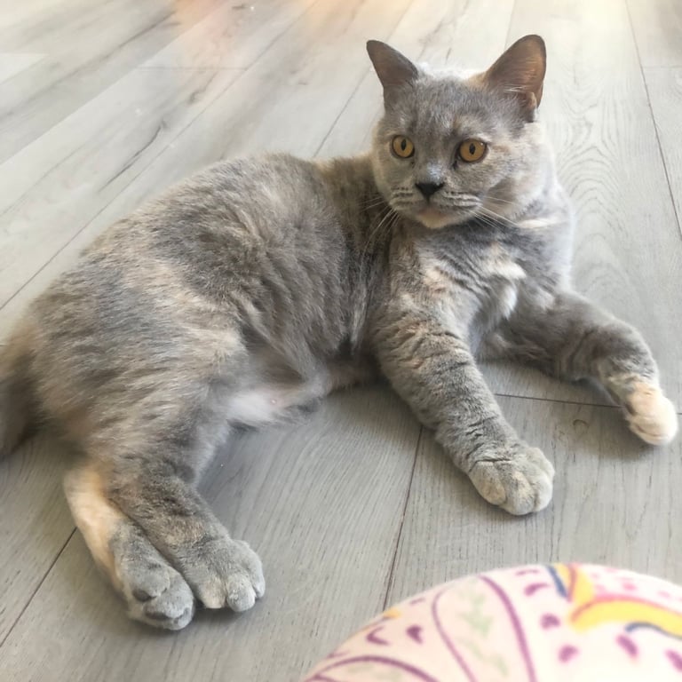 GCCF BRITISH SHORTHAIR & BRITISH LONGHAIR KITTENS