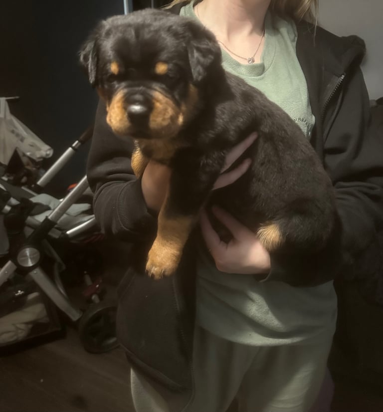Big Chunky Rottweiler Pups