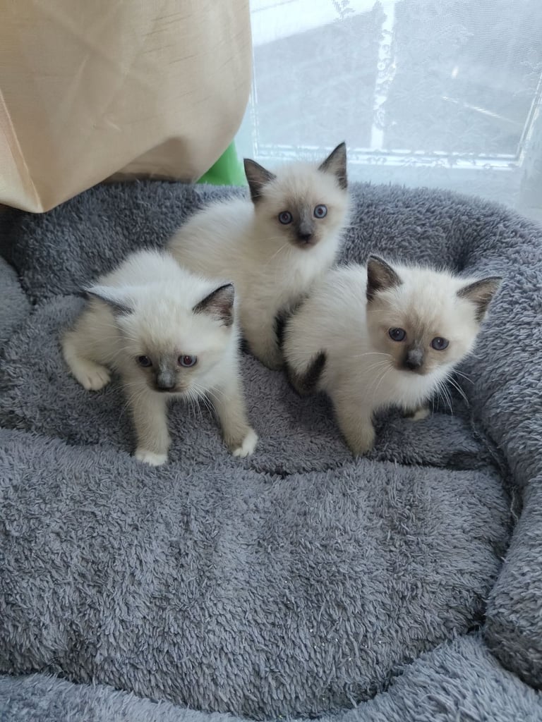 image for Three Siamese kittens ×with Ragdol
