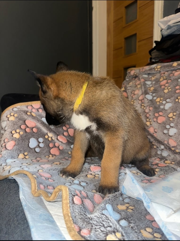 🚨 Exceptional Belgian Malinois Puppies! 🚨