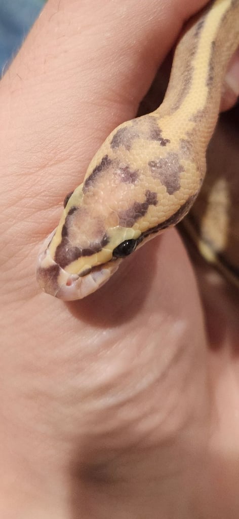 Baby ball pythons 