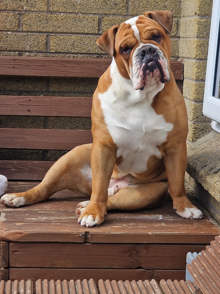 English bulldog 