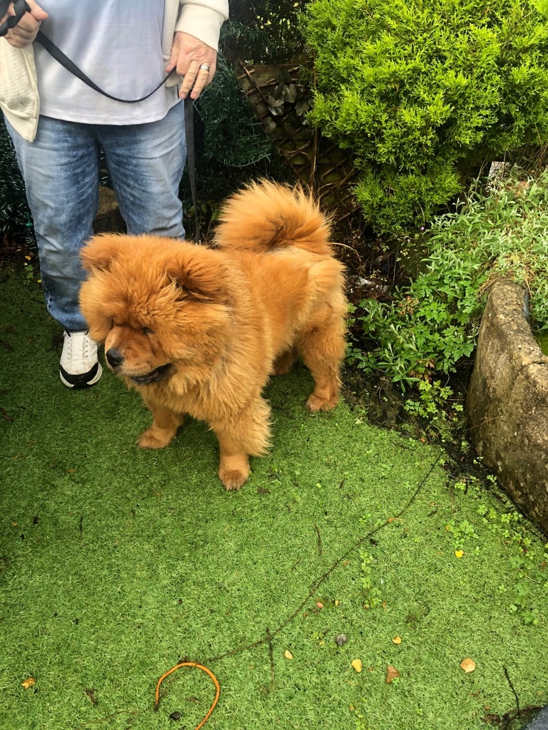 Chow Chow girl 2 yrs old  KC reg microchipped 
