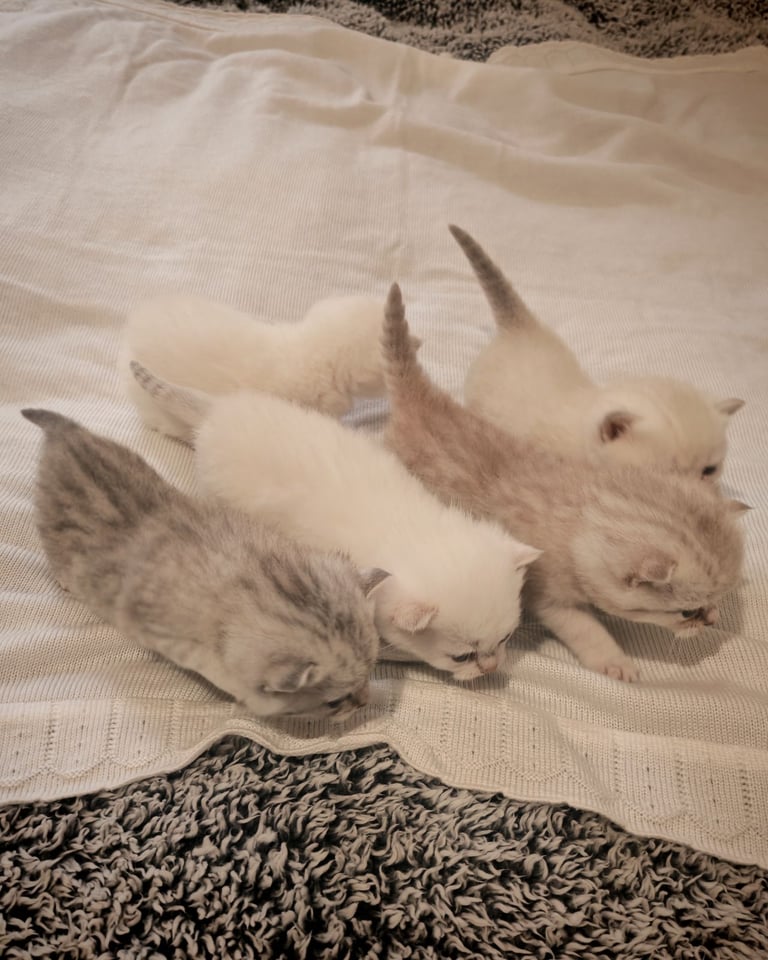 British Shorthair cute kittens 