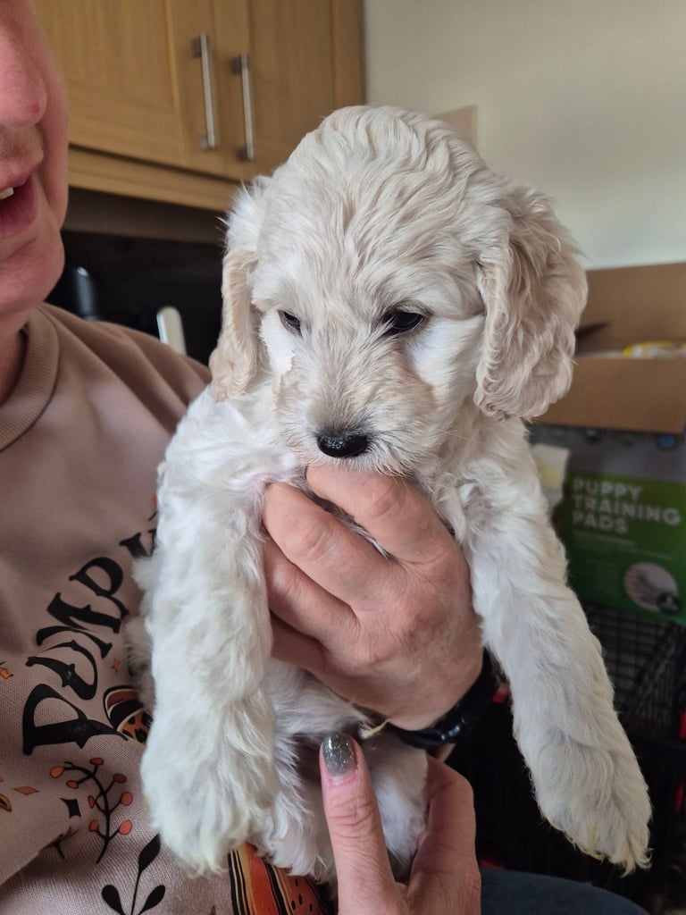 Just one cockerpoo still available 