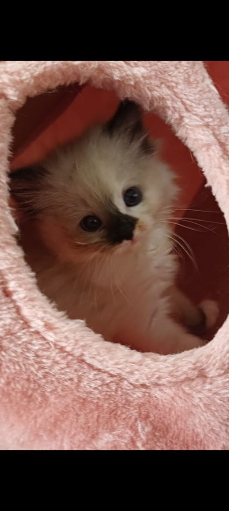 Ragdoll kittens 