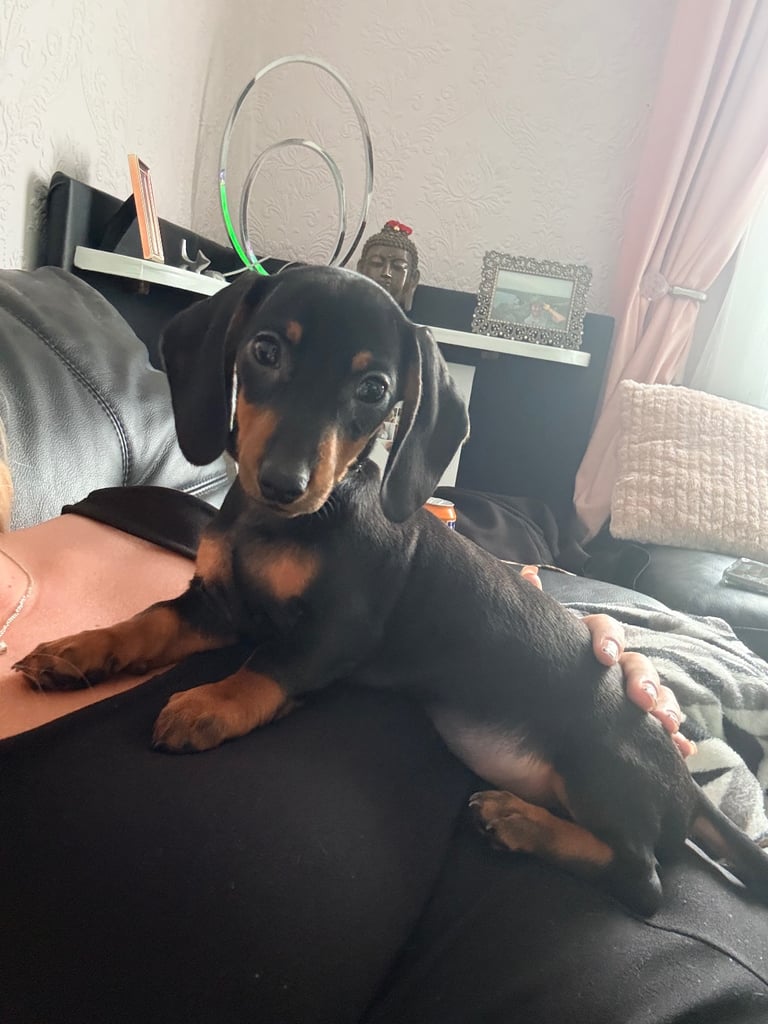 X2 female Miniature Dachshund Puppies For Sale  - READY TO GO NOW 