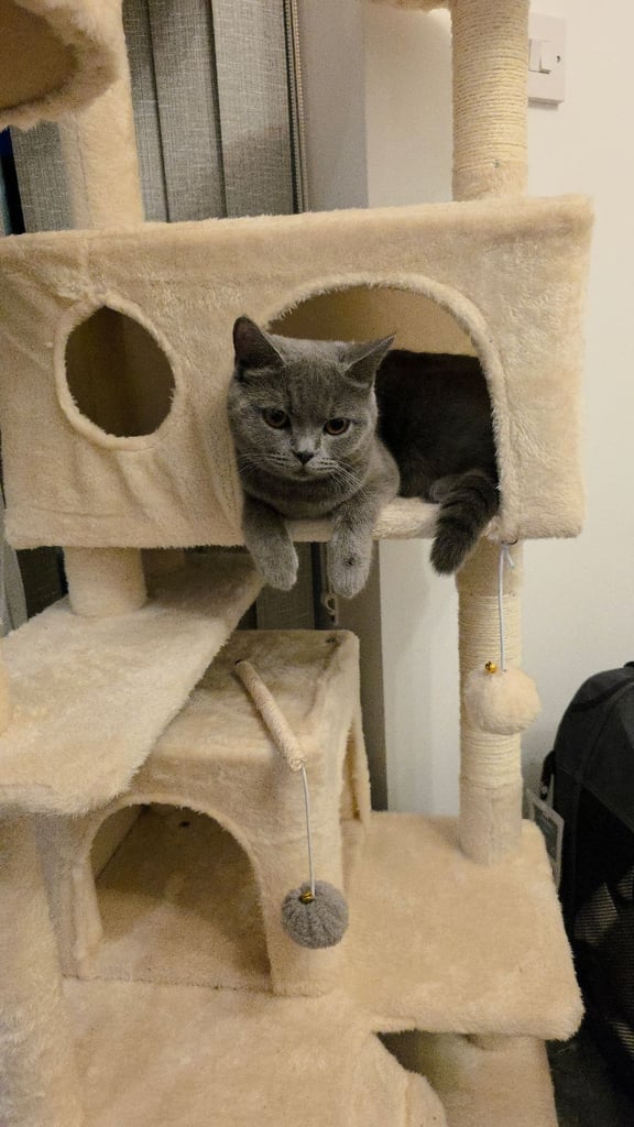 Nova - British Shorthair 1 yr old female