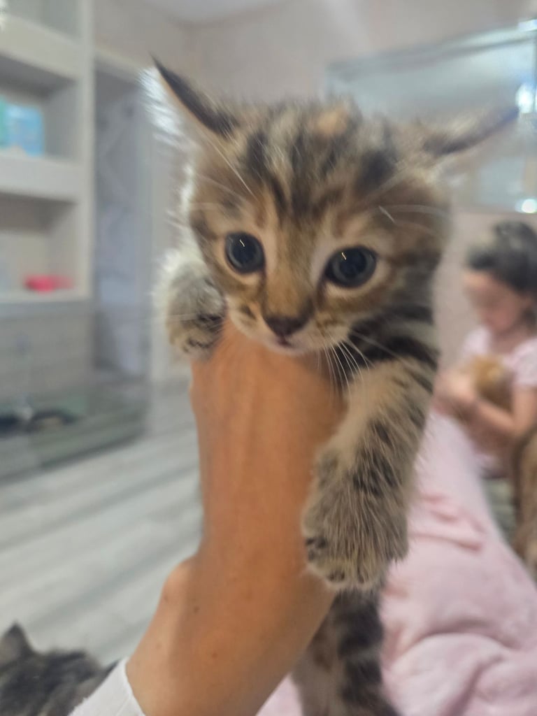 For pets in Scunthorpe, Lincolnshire Pets Gumtree