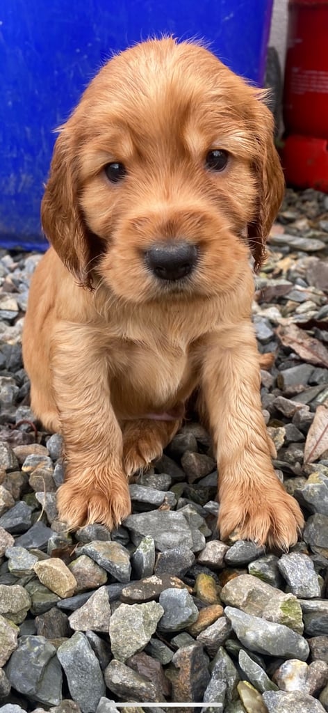 Golden cocker spaniel puppies 