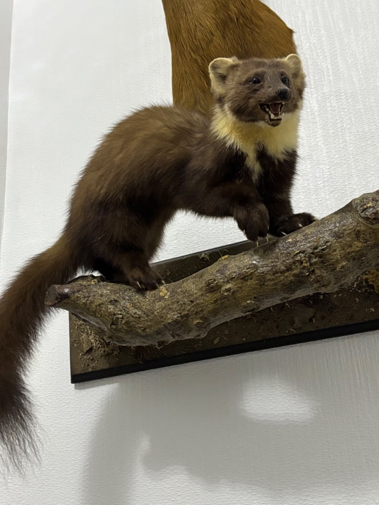 image for PINE MARTIN