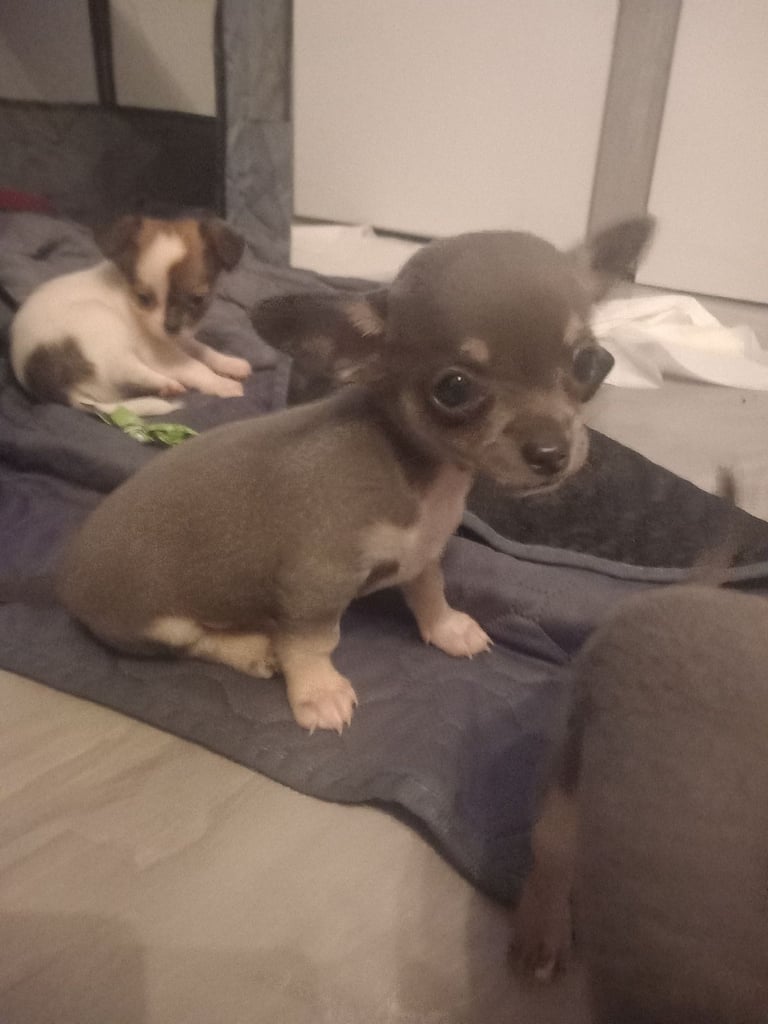 Chihuahua puppy Belfast (RESERVED)