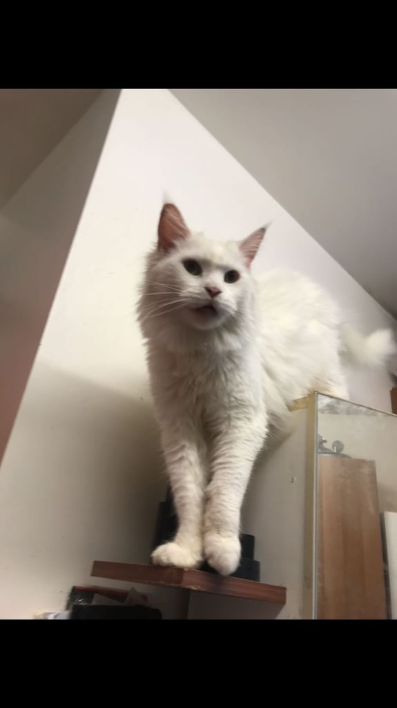 Full Maine Coon Female