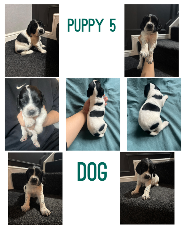 Pups for sale