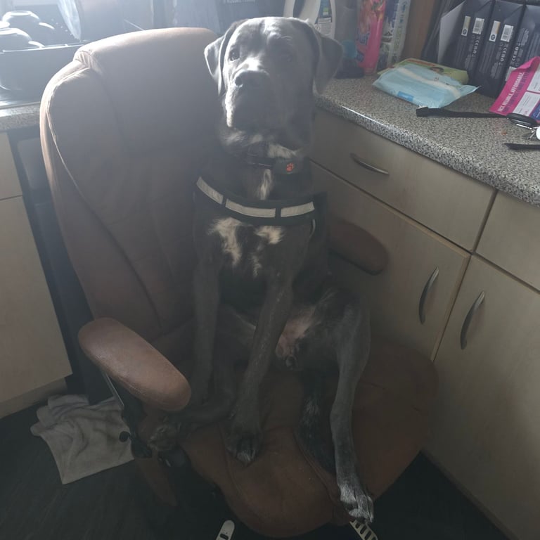 Puppy cane corsa