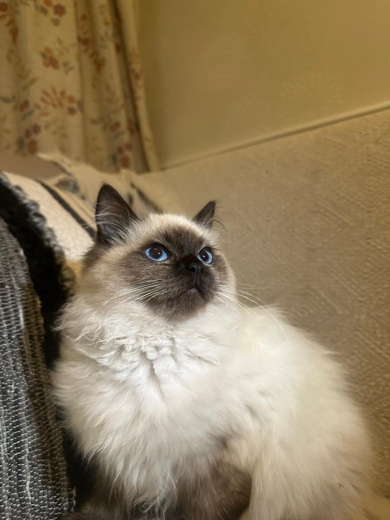 2 Male Ragdoll Kittens 