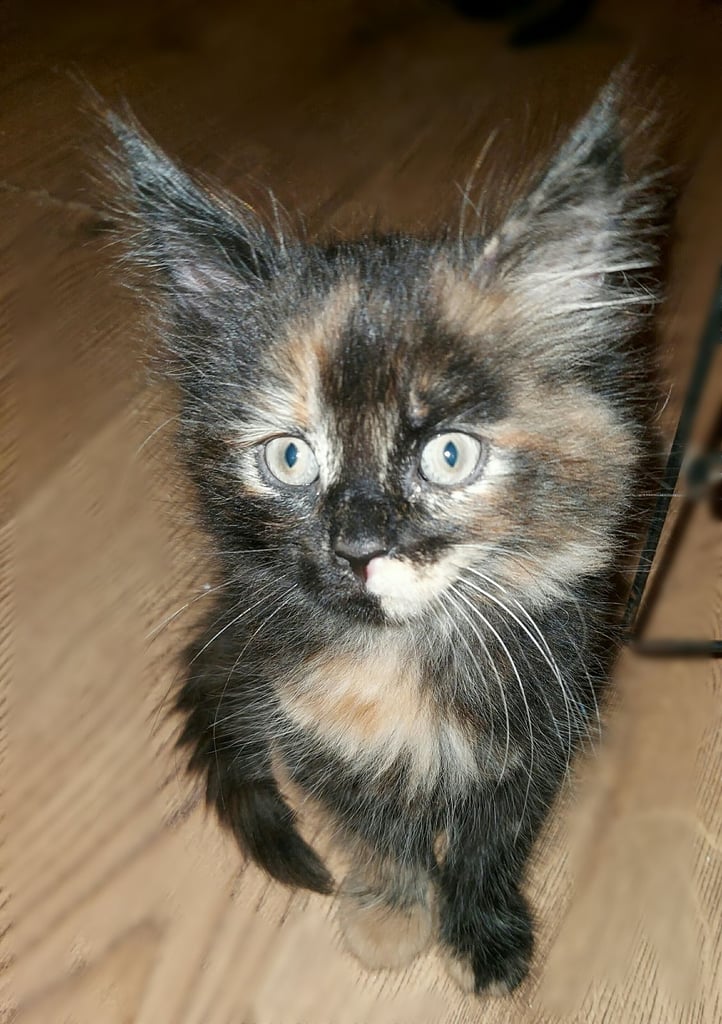 2 fluffy girl sister maincoon kittens 