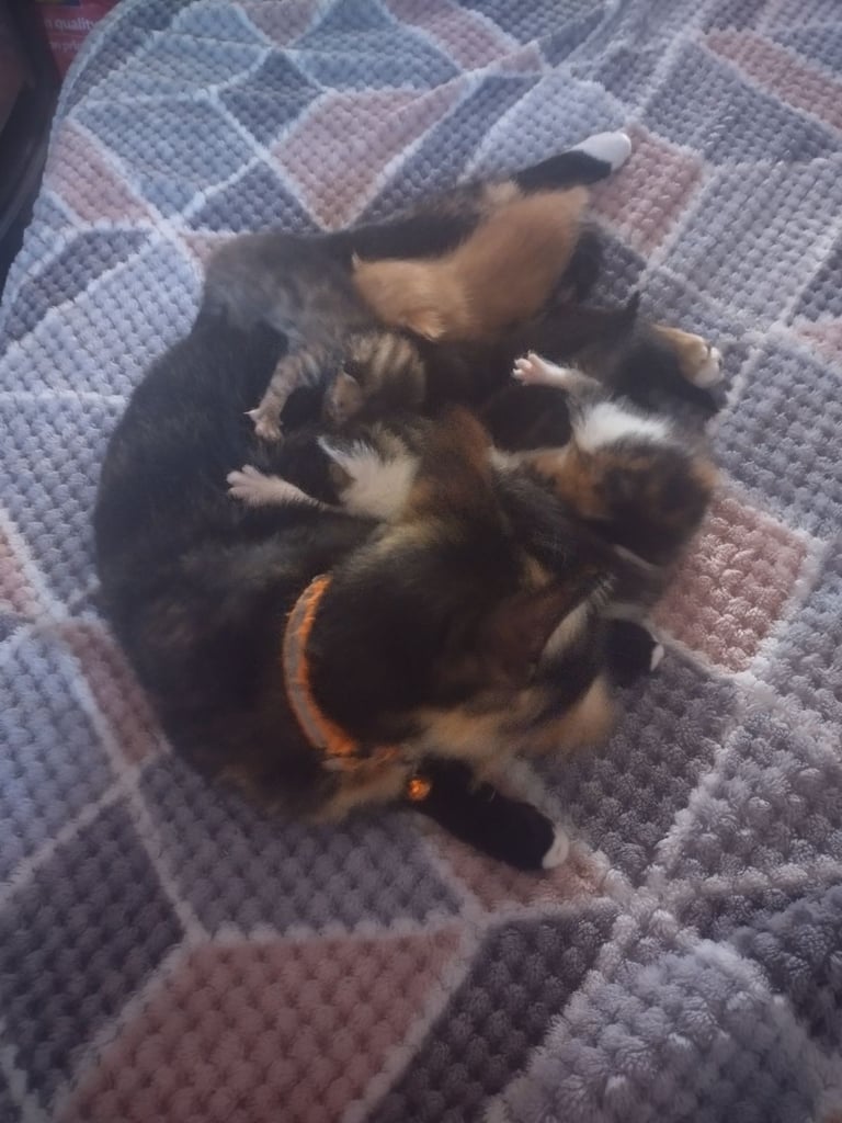 Kittens 