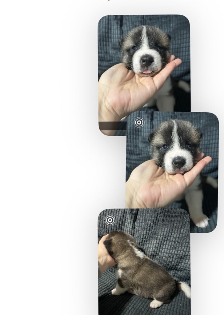 Akita Puppy’s 🐾